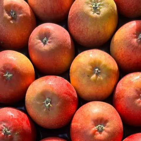 English Cox apples at Parade Fruiterers, West Ealing
